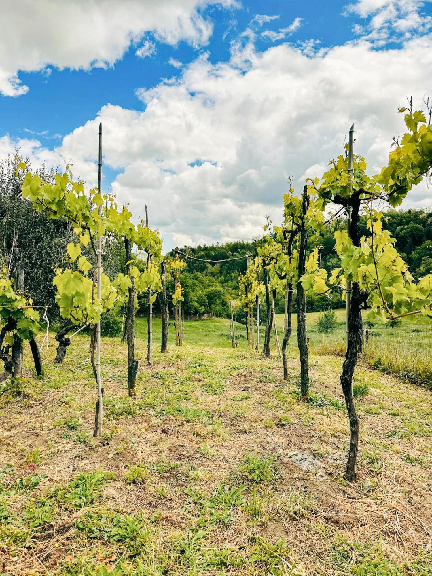 Il Tuo Casale Tra Le Colline - Marche House * Venarotta